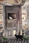 Gatos en una puerta del entorno del pueblo de Don Felix Hotel en Rioseco